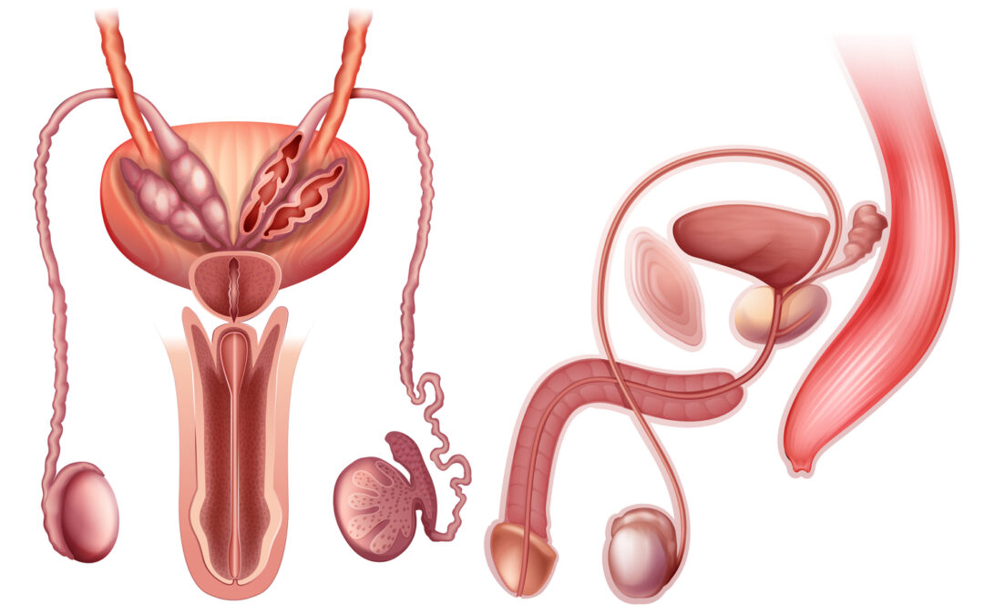 La terapia a onde d’urto in urologia